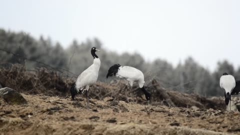 "Witness the mesmerizing dance of rare black-necked cranes in the enchanting Phobjikha Valley.