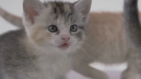 Adorable Fluffy Kittens Having a Blast!