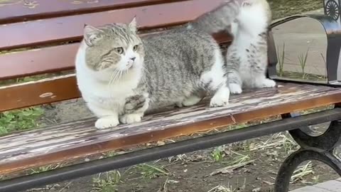 ：A heartwarming moment: Mother cat playfully interacts with her adorable kittens!