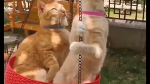 Cat funny video funny video funny cat video