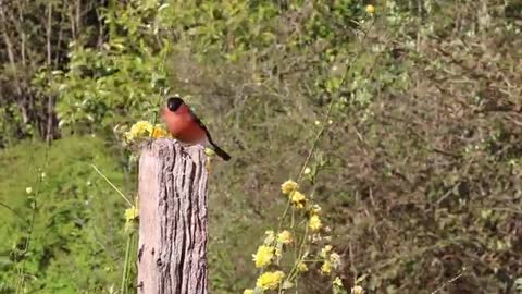 Watch the pink goldfinch to find food in the woods