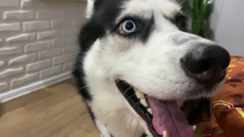 the husky ignores the cat, and therefore he is outraged