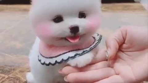 cute dog video