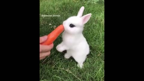 AWW Animals SOO Cute! Cute baby animals Videos Compilation cute moment of the animals #2