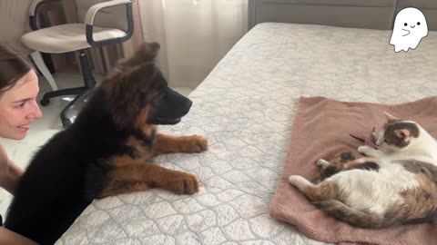 German Shepherd Puppy Meets Mom Cat with Newborn Kittens for the First Time