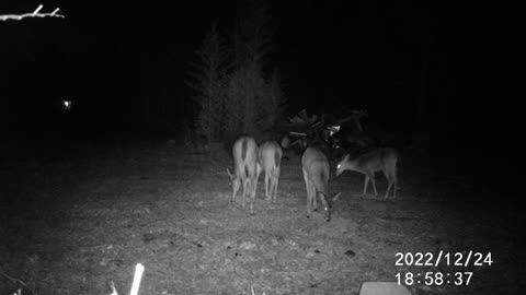 12/24/22 DEER GROUP 2