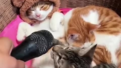 Funny & Cute Cats Compilation (TikTok) #shorts 😻