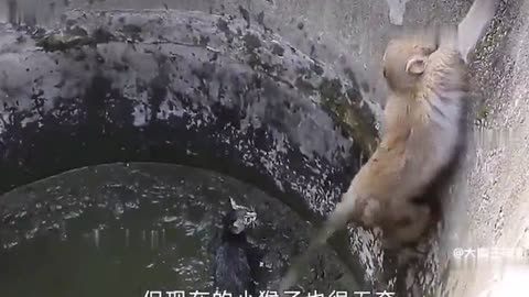 Baby monkey save baby cat