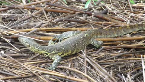 Beautiful Monitor Lizard