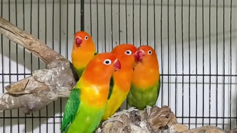 Lovebird Parrots beautiful view