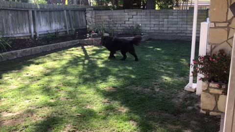 Dog Knocks Over Furniture