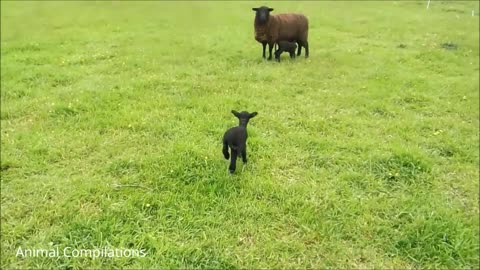 Baby Lamb (Sheep).. Baaa