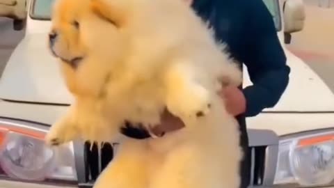 World healthest CHOW CHOW DOG