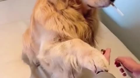 Funny dog video