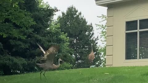 Sandhill Crane Plays with Stick