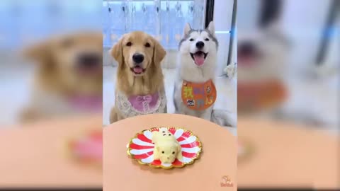 CuttingDog Reaction to Cake - Funny Dog Cake Reaction Compilation