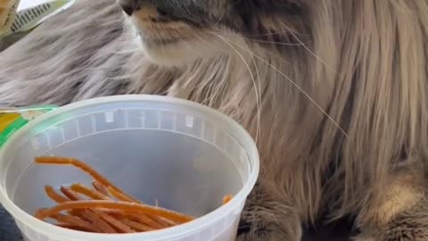 He might be the most behaved Maine Coon cat