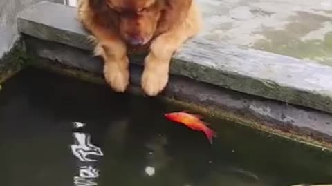 Mom ! My Fish is dead