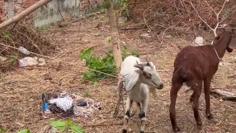 The man try to help poor goat