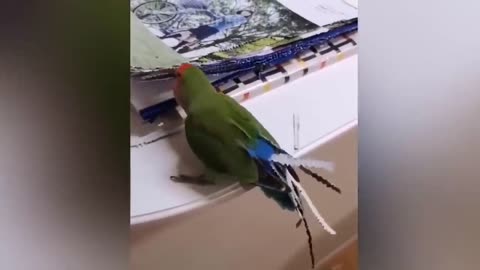 Smart And Funny Parrots Parrot Talking Videos Compilation P1 Super Dogsp4