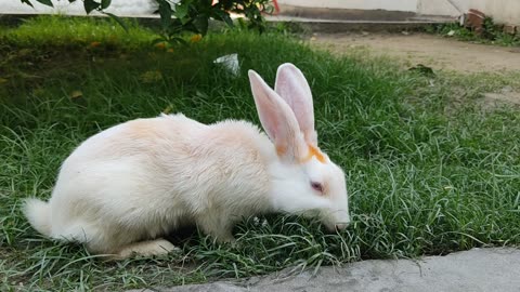 Cute Baby Rabbit's Playing,Feeding Activities