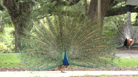 Peacocks