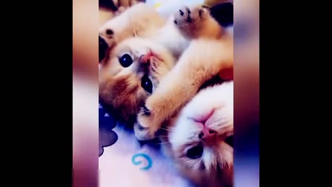 Random cat cute videos