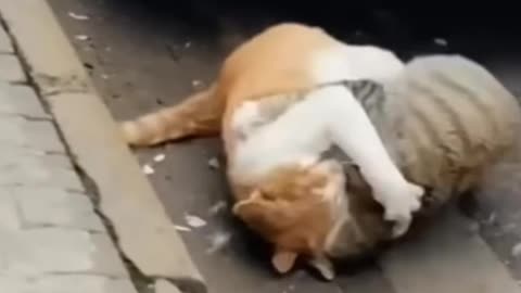 funny fighting#shortsfunny #shortsfunny #shortclip #catsfunnyvideos #catsfunnyvideos