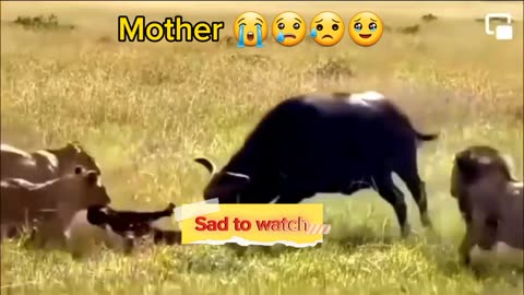 Mother saving kid | Sad to watch | Animals | Wild life | #rumble #shorts #viral # trending #animals