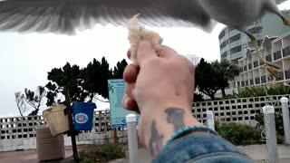 Hand Feeding Seagulls From Inside My Truck