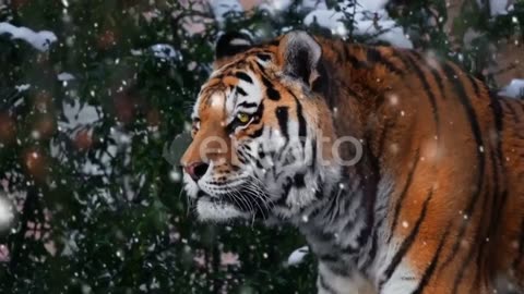 SIBERIAN TIGER #2