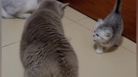 Funny Cat Video😂