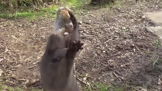 Nutria malabarista rebota piedra contra un vidrio