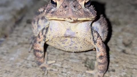 American Toad.