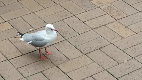 Seagulls love a free feed