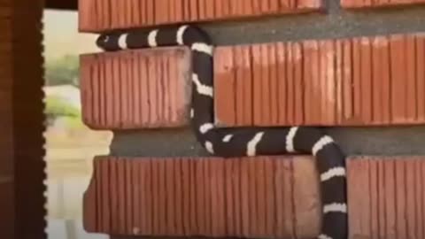 Así es como se ve el juego 'Snake' en la vida real