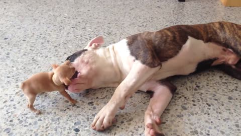 Tiny Chihuahua Puppy Teases Sleepy American Bulldog