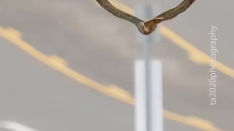 Falcon Mom teaching her offsprings to catch food midair.