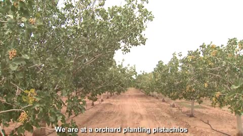 Smile Nuts Pistachio Cultivation - Pistachio harvest machine - Pistachio Processing Factory