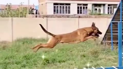 Dog high jump