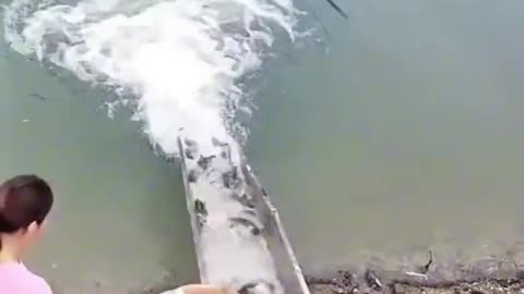 Cute dog trying to catch fish