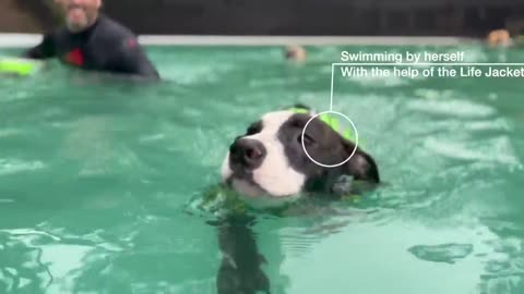 Staffy Puppy with Neurological Condition Learning to Swim Unassisted