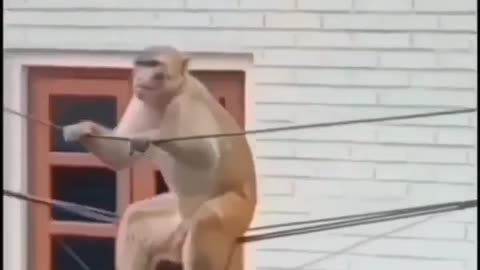 Monkey hanging on electric wires