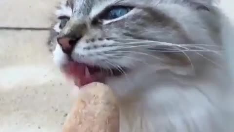 A greedy cat