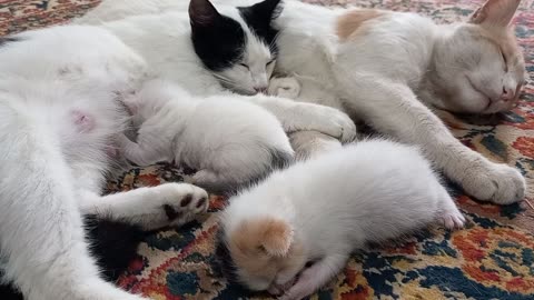 A family of very cute cats