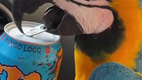 parrot singing a song