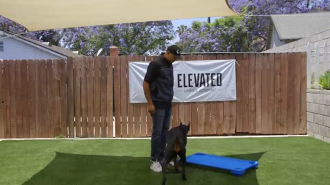 dog training fundamentals(Lesson )