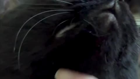 Adopting a Cat from a Shelter Vlog - Cute Precious Piper Loves Having Her Head Petted #shorts