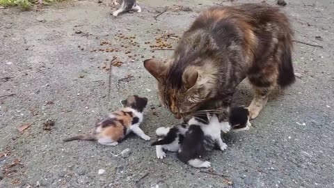 Baby kittens meowing very loudly for mom cat