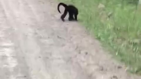 MONKEY MISSES THE JUMP/MACACO ERRA O PULO!